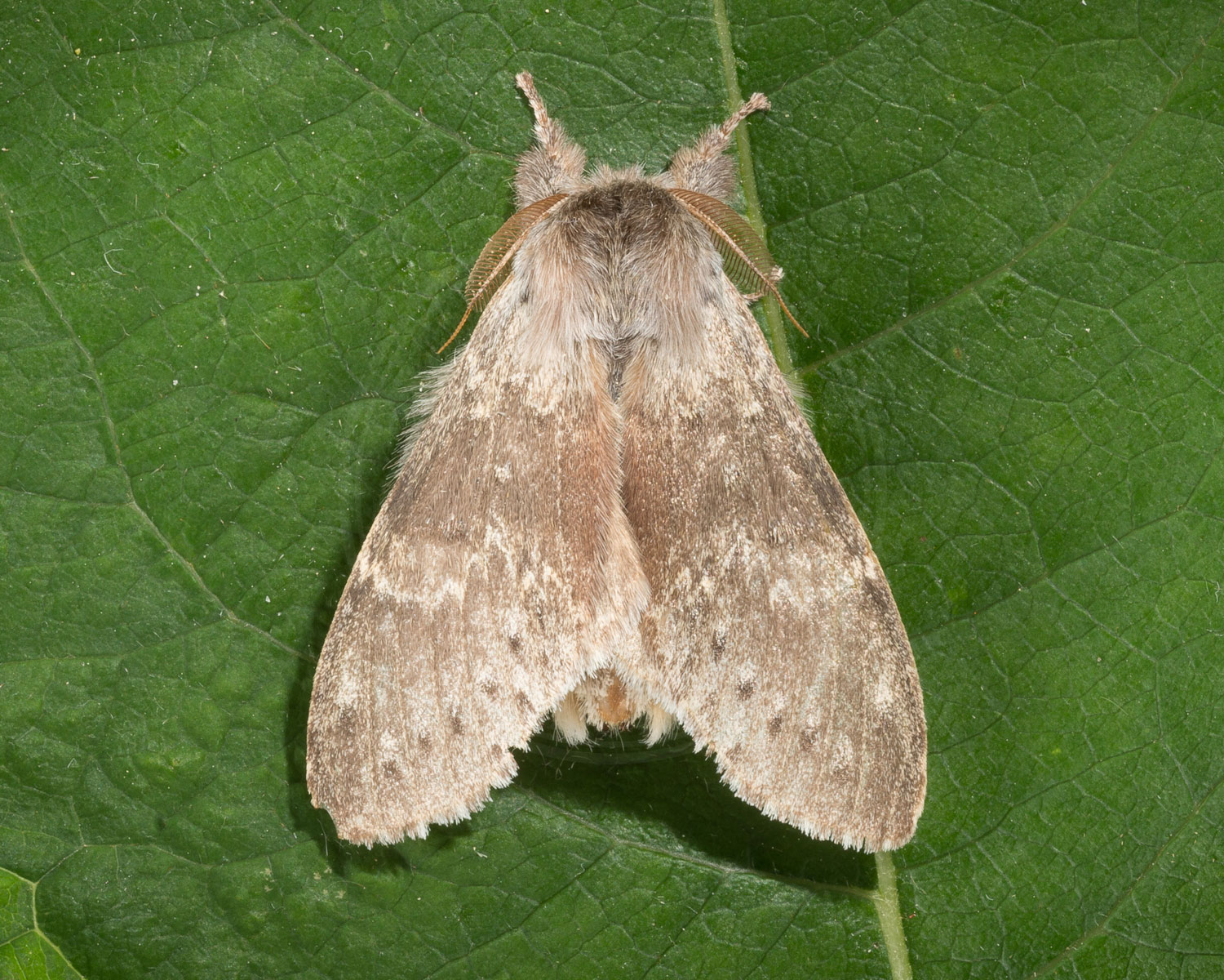 Bøgespinder sidder på grønt blad