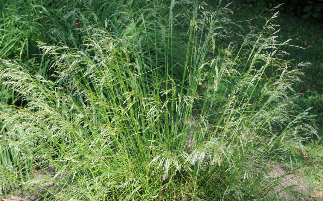 Elachista pullicomella