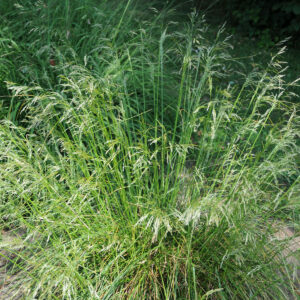 Bølget Bunke står i mindre høj tue