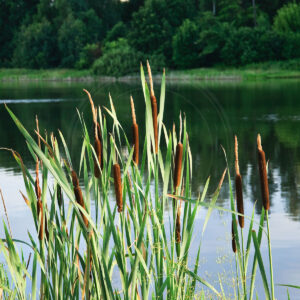 Bredbladet Dunhammer står i sø