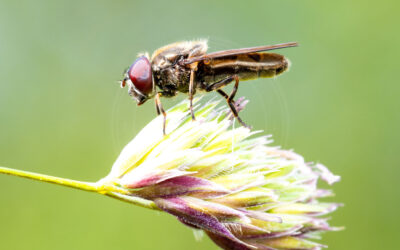 Bredkindet Urtesvirreflue Cheilosia latifrons