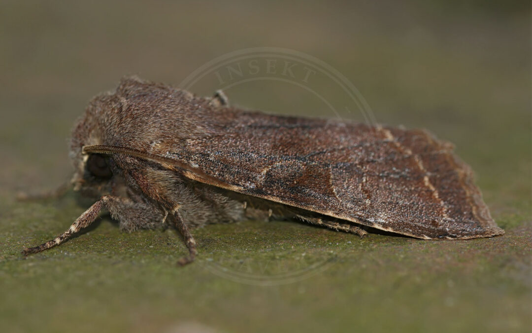 Broget Forårsugle – Orthosia incerta