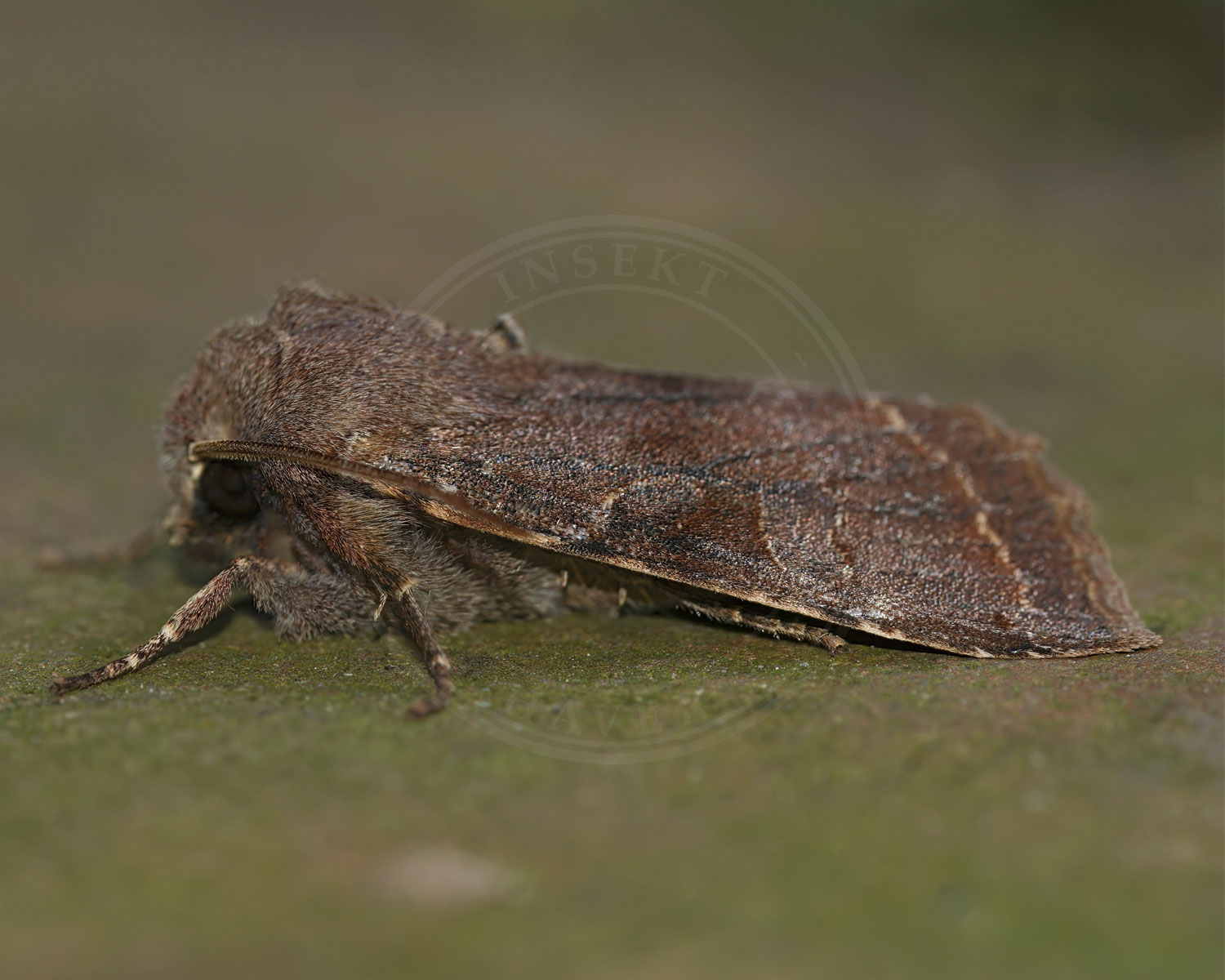 Broget Forårsugle fotograferet i mørket, stående på blad