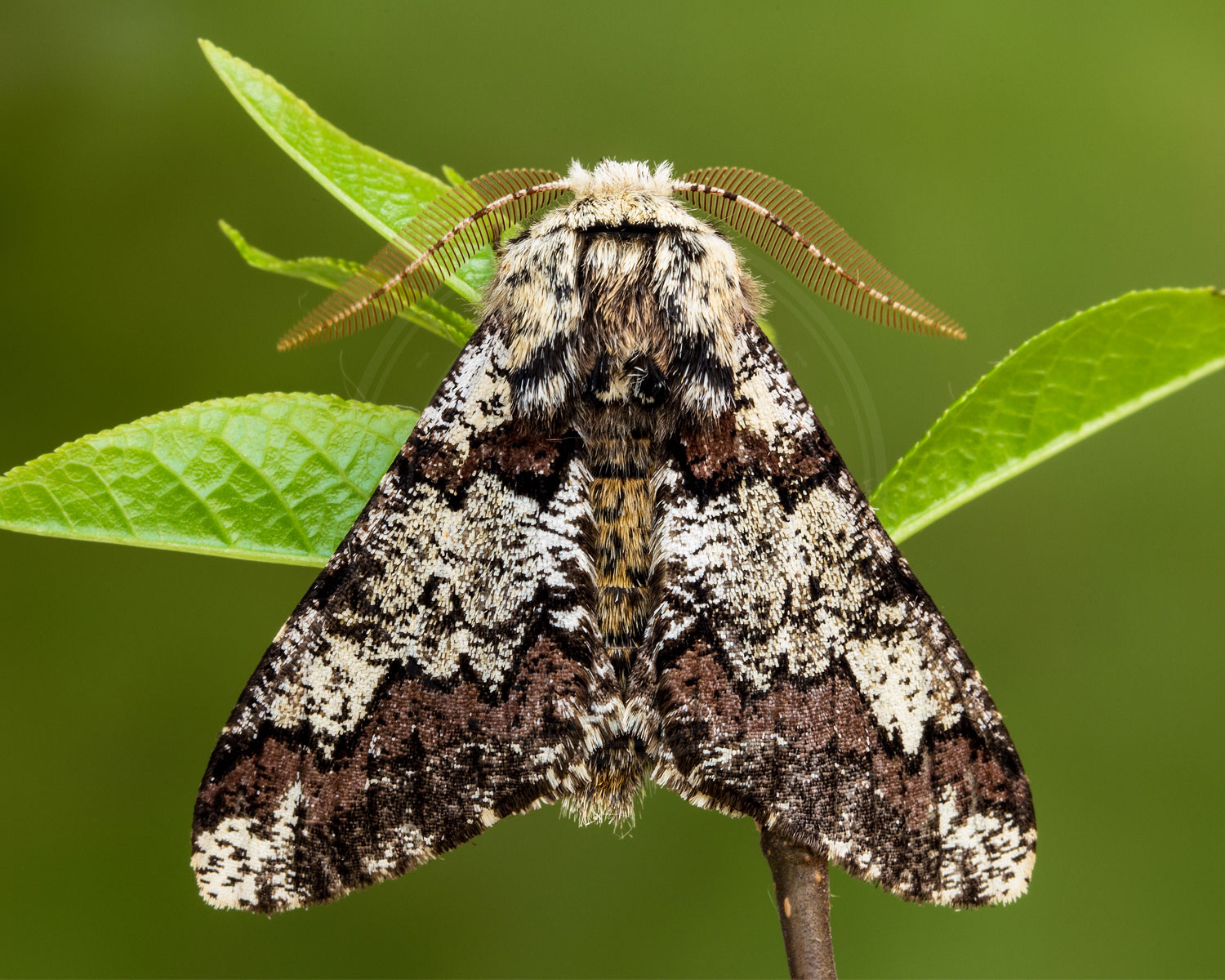 Brun Egevikler sidder så man kan se de flotte aftegninger på vingerne