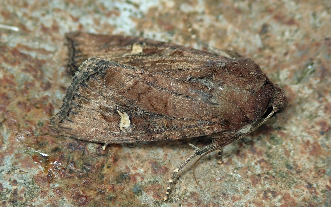 Brun Engugle sidder på et stykke bark