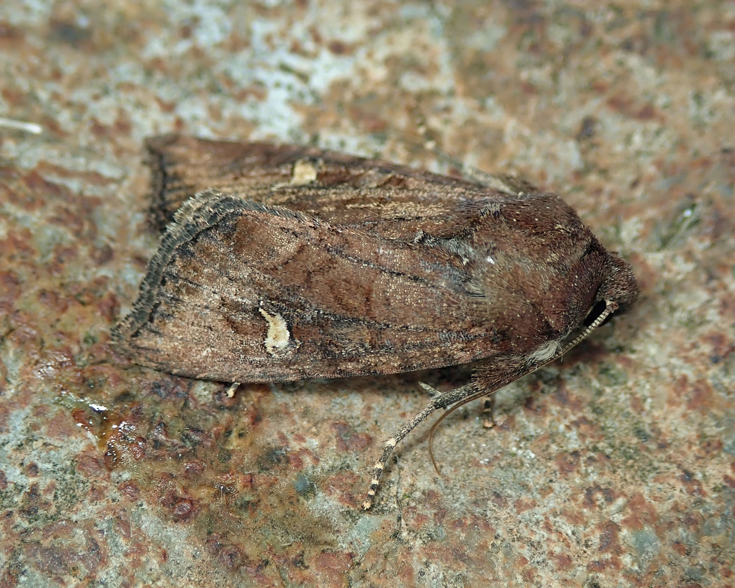 Brun Engugle sidder på et stykke bark
