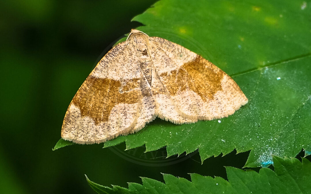 Brun Kratmåler sidder på grønt blad