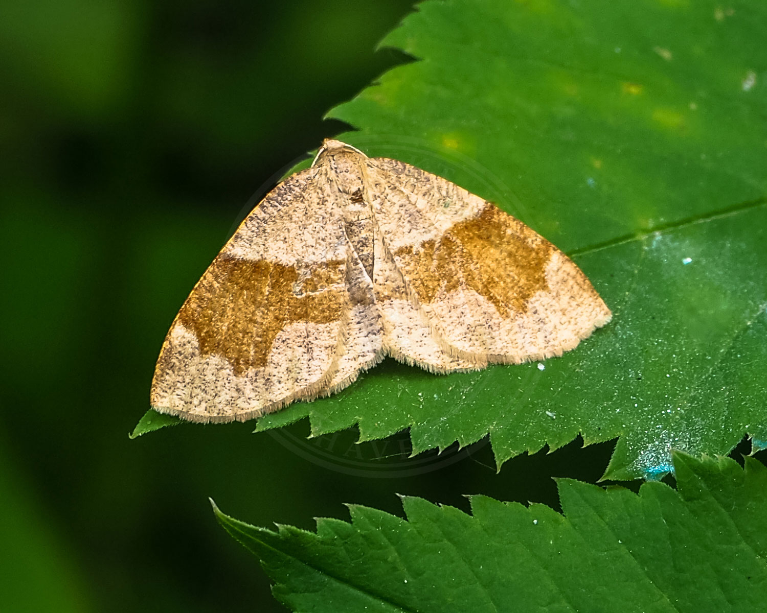 Brun Kratmåler sidder på grønt blad