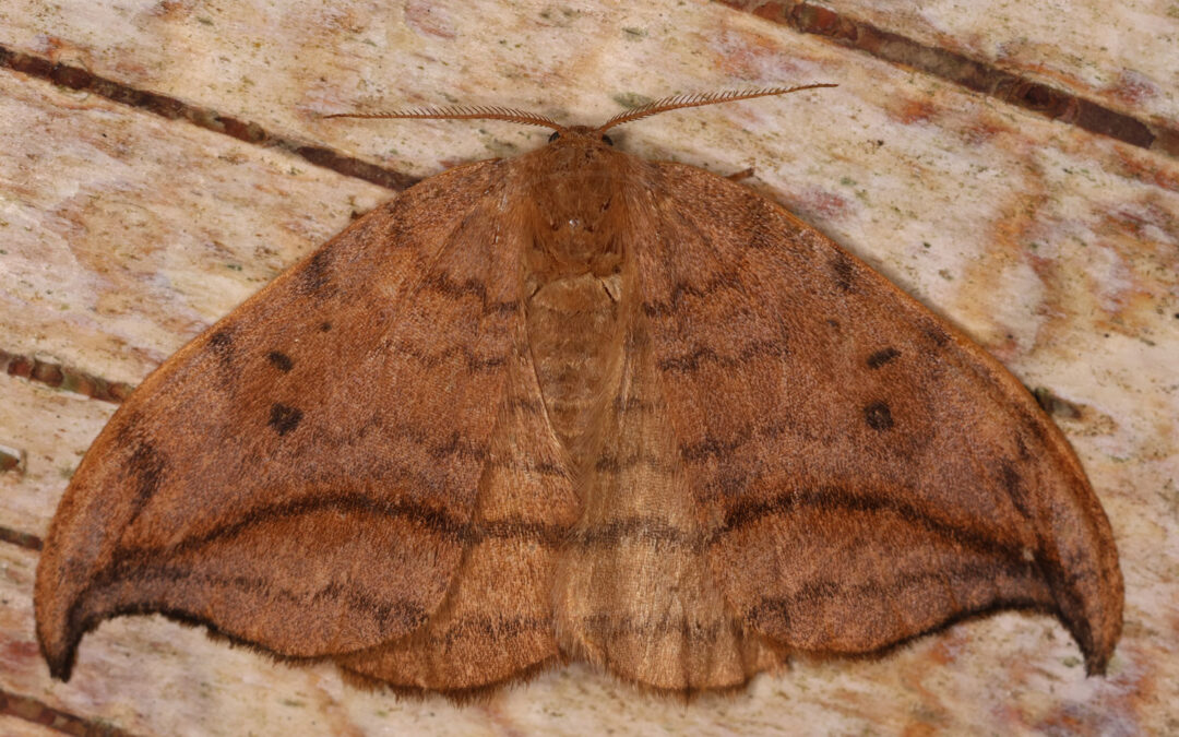 Brun Seglvingesidder på en træoverflade