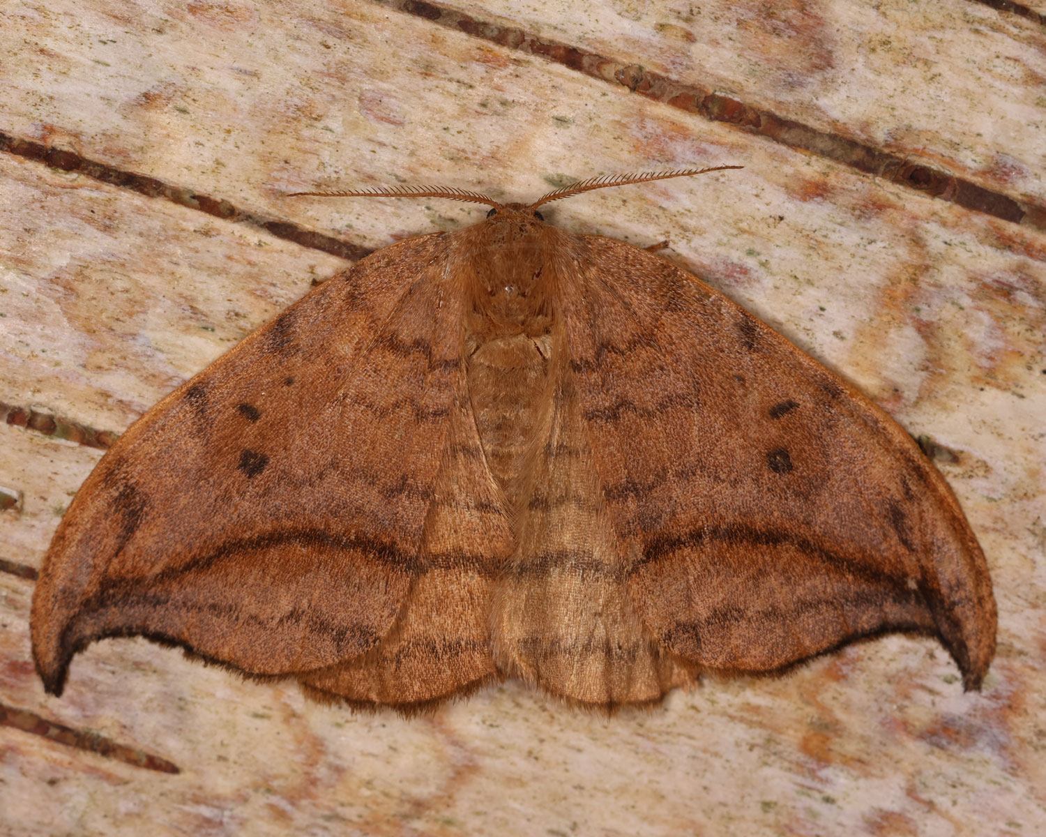 Brun Seglvingesidder på en træoverflade