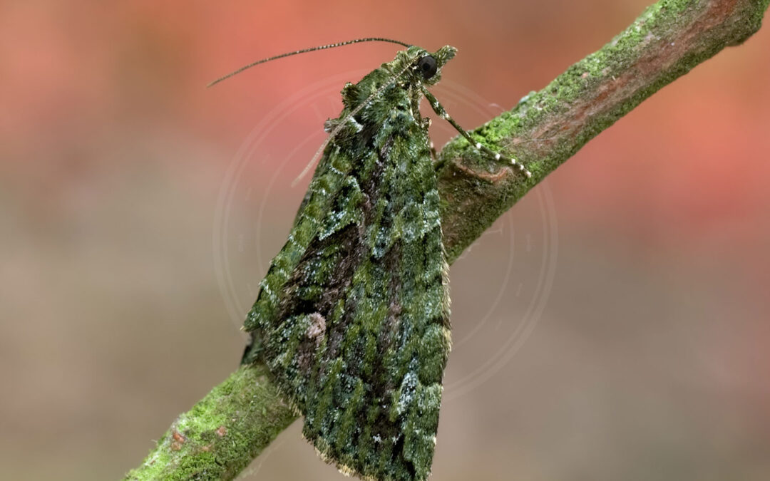 Brungrøn Bladmåler sidder på en ældre gren