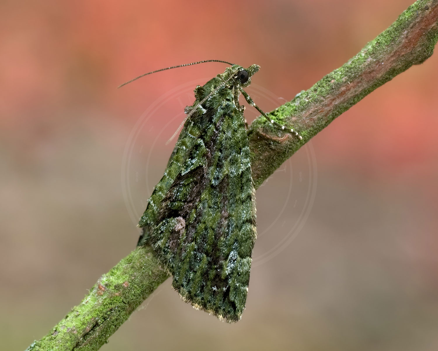 Brungrøn Bladmåler sidder på en ældre gren