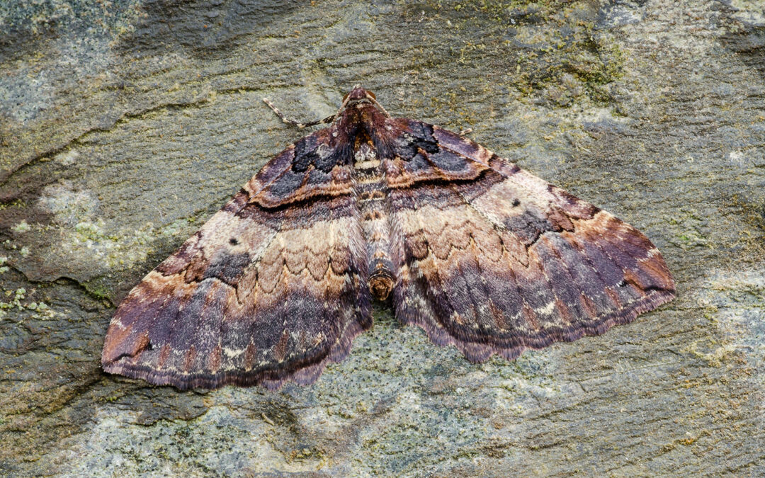 Brungul Bladmåler sidder på bark