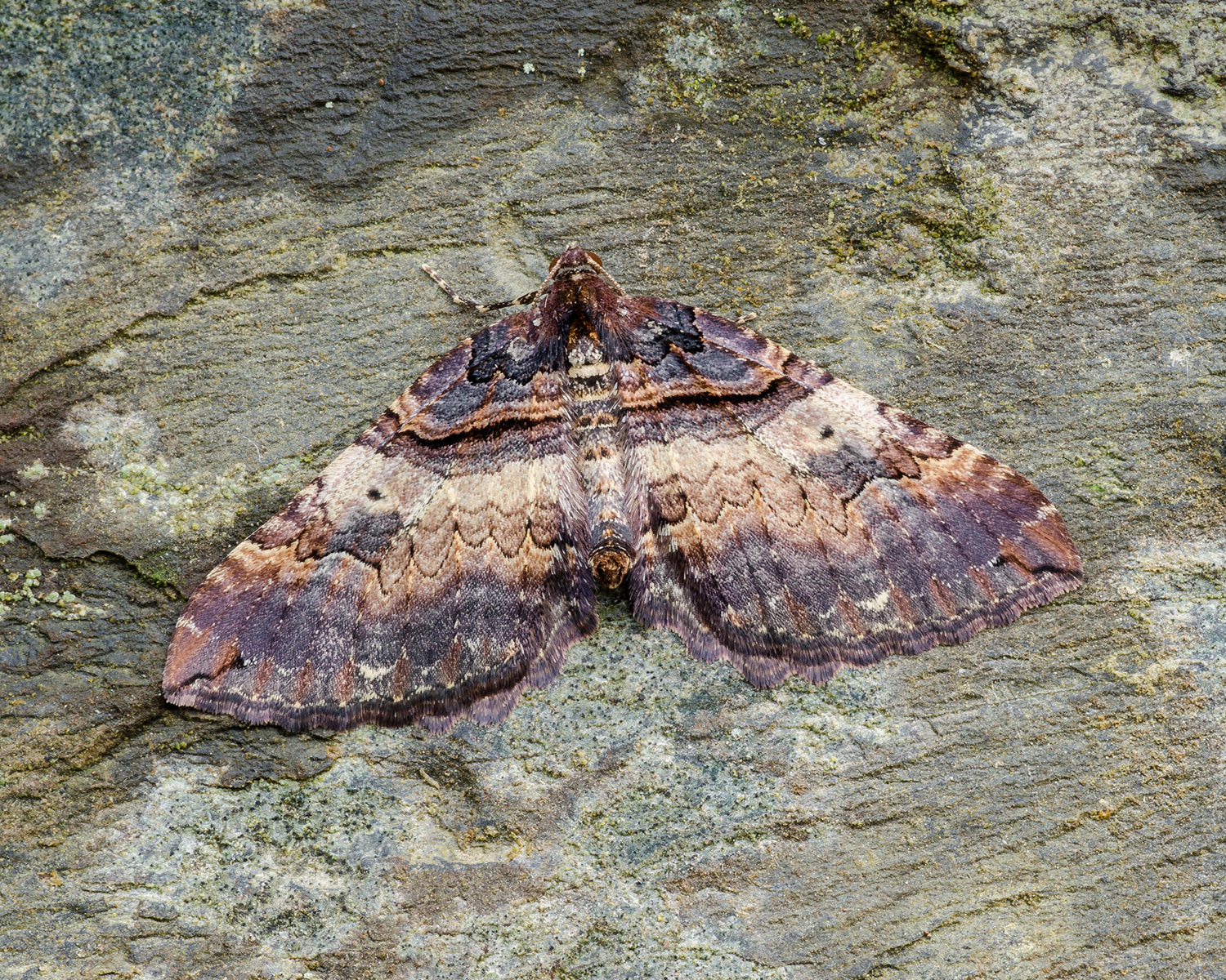 Brungul Bladmåler sidder på bark