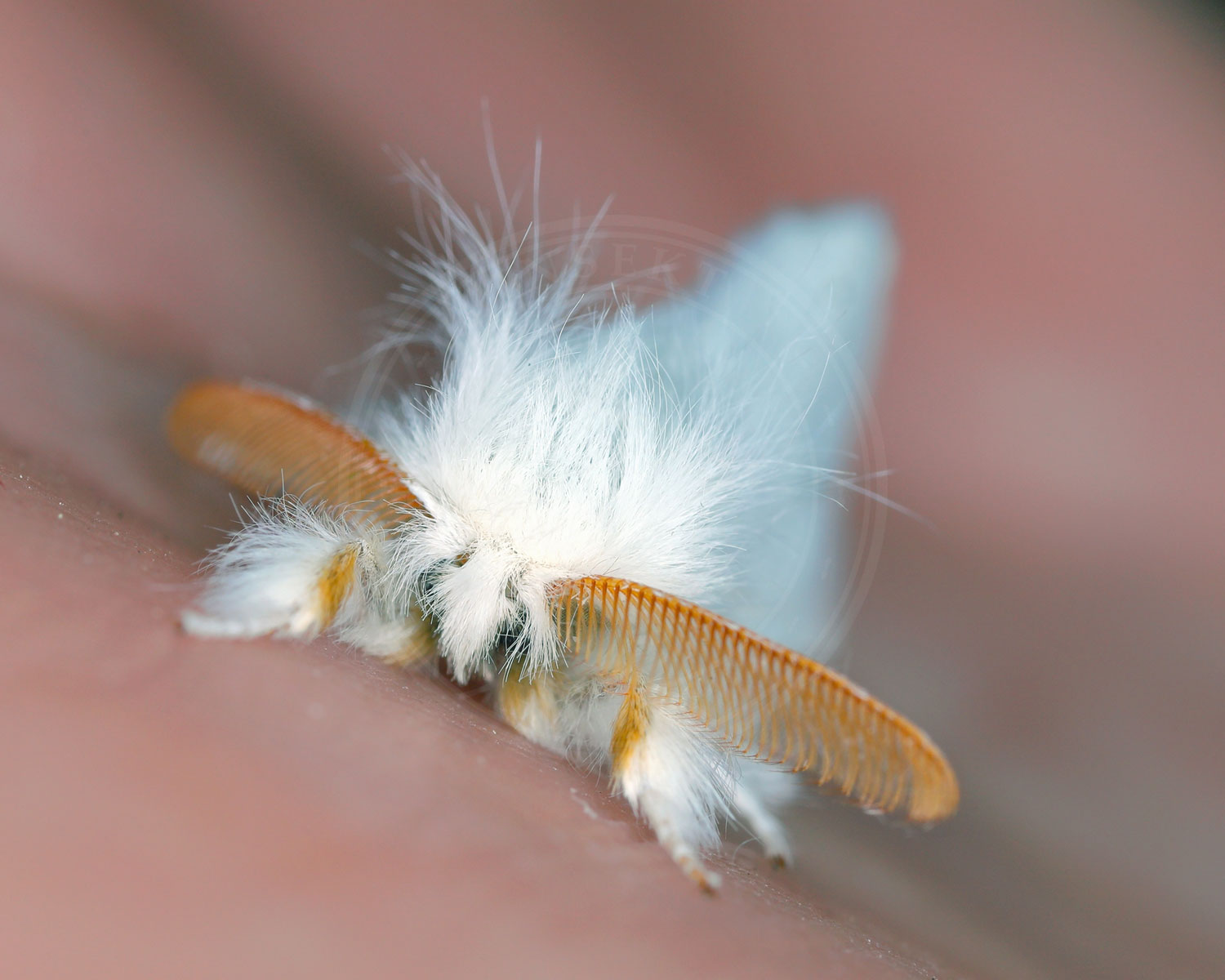 Brunhale sidder så man kan se de flotte følehorn