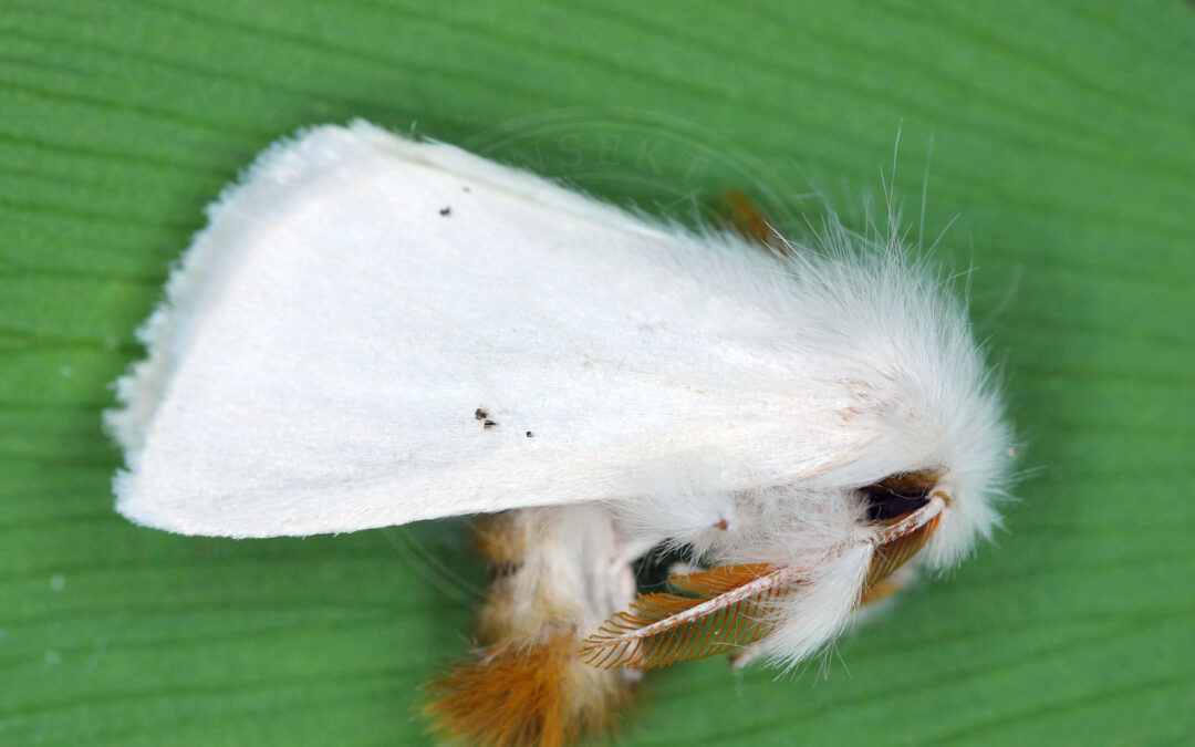 Brunhale sidder på et grønt blad