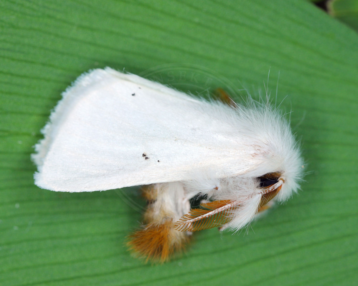 Brunhale sidder på et grønt blad