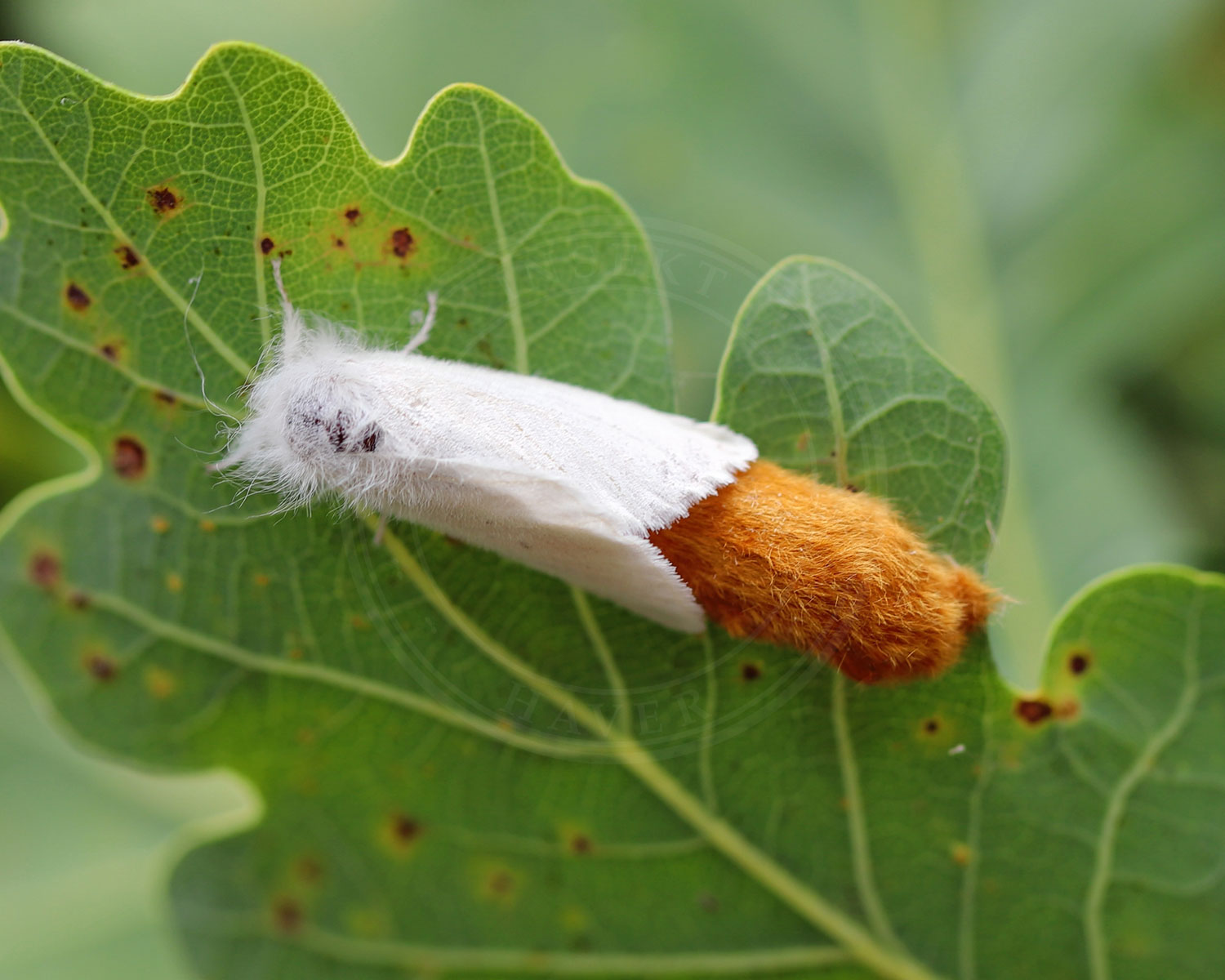 insekthaver brunhale 4