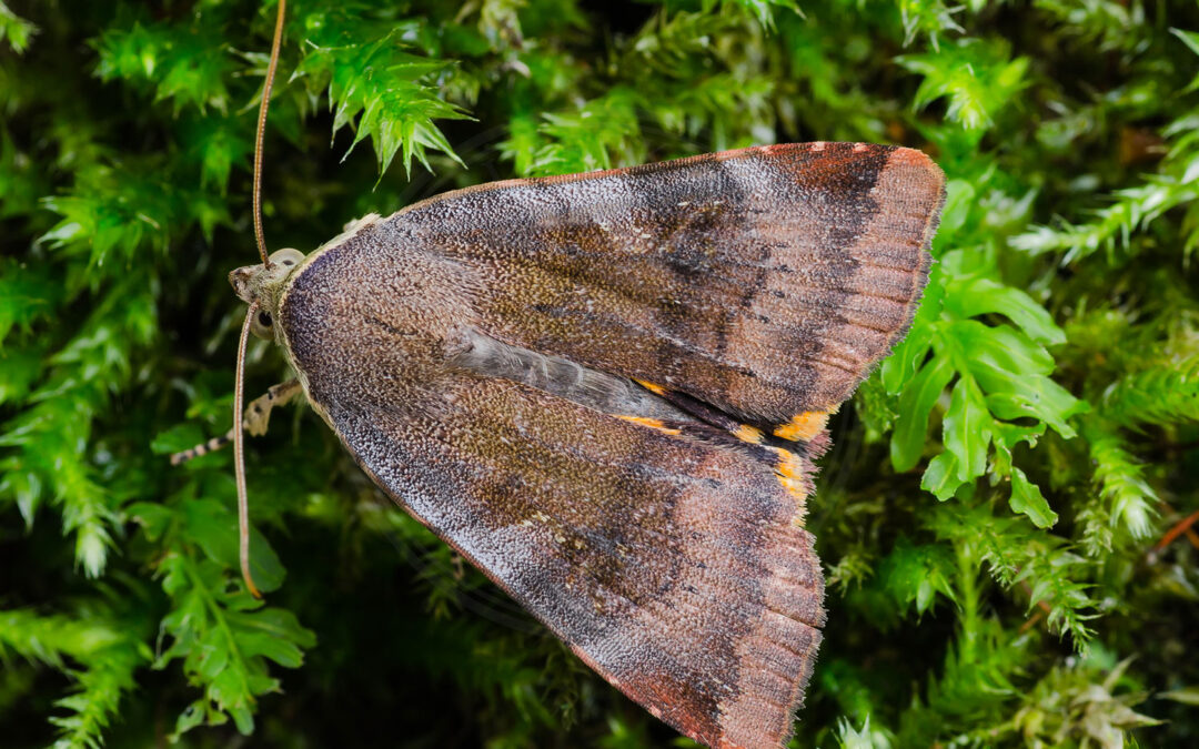 Brunviolet Smutugle Noctua janthe