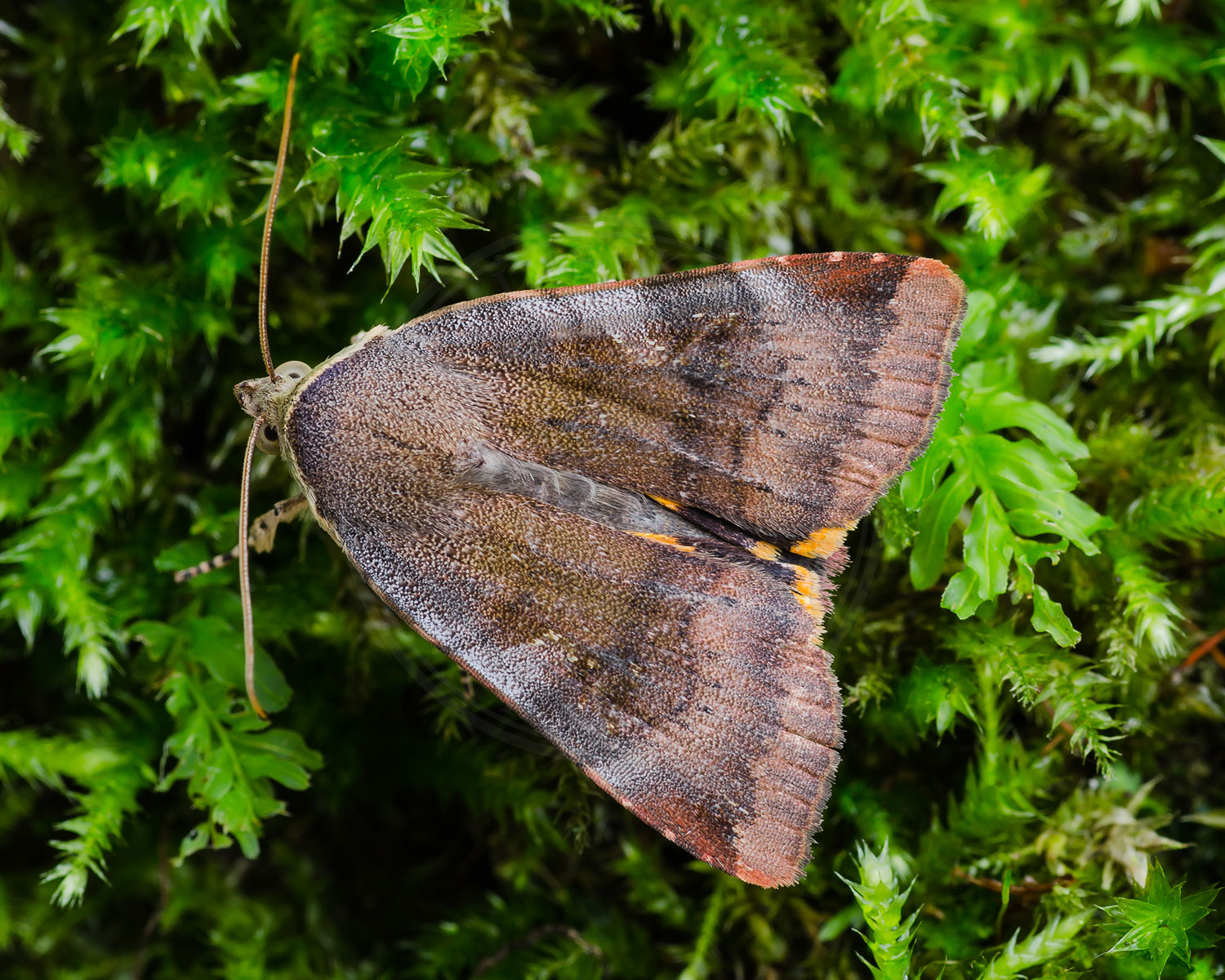Brunviolet Smutugle sidder på noget mos