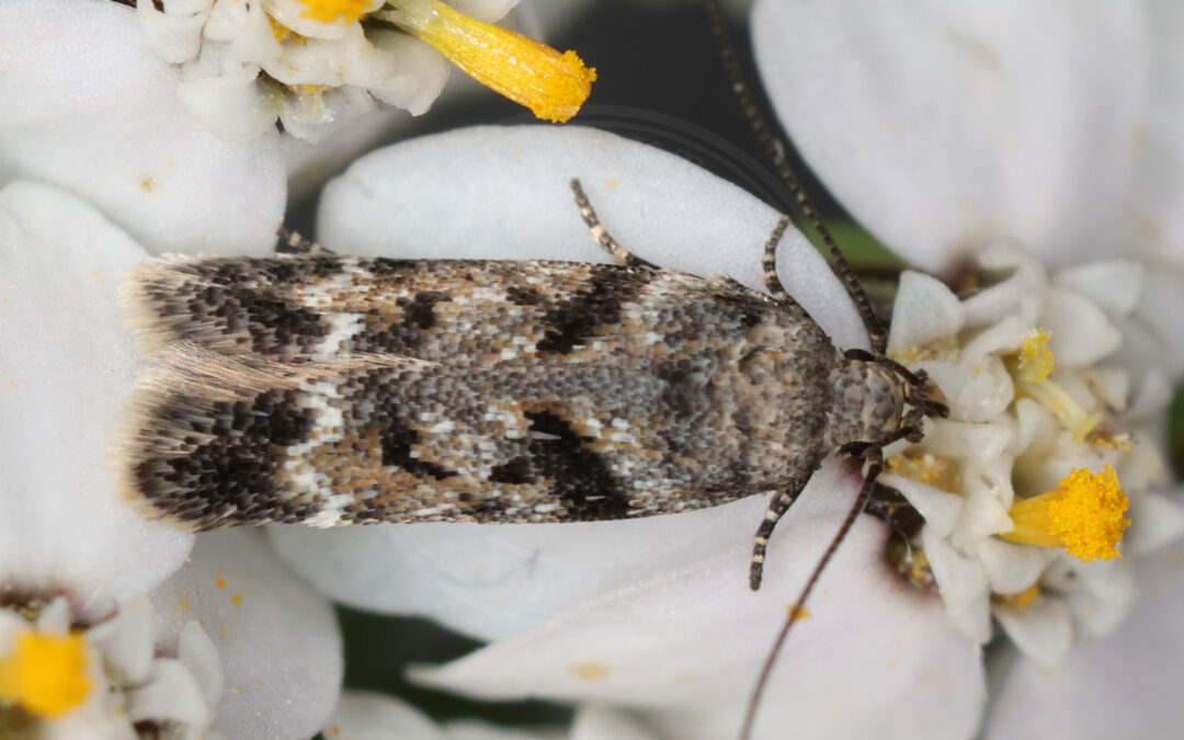 Caryocolum blandella sidder i hvide blomster