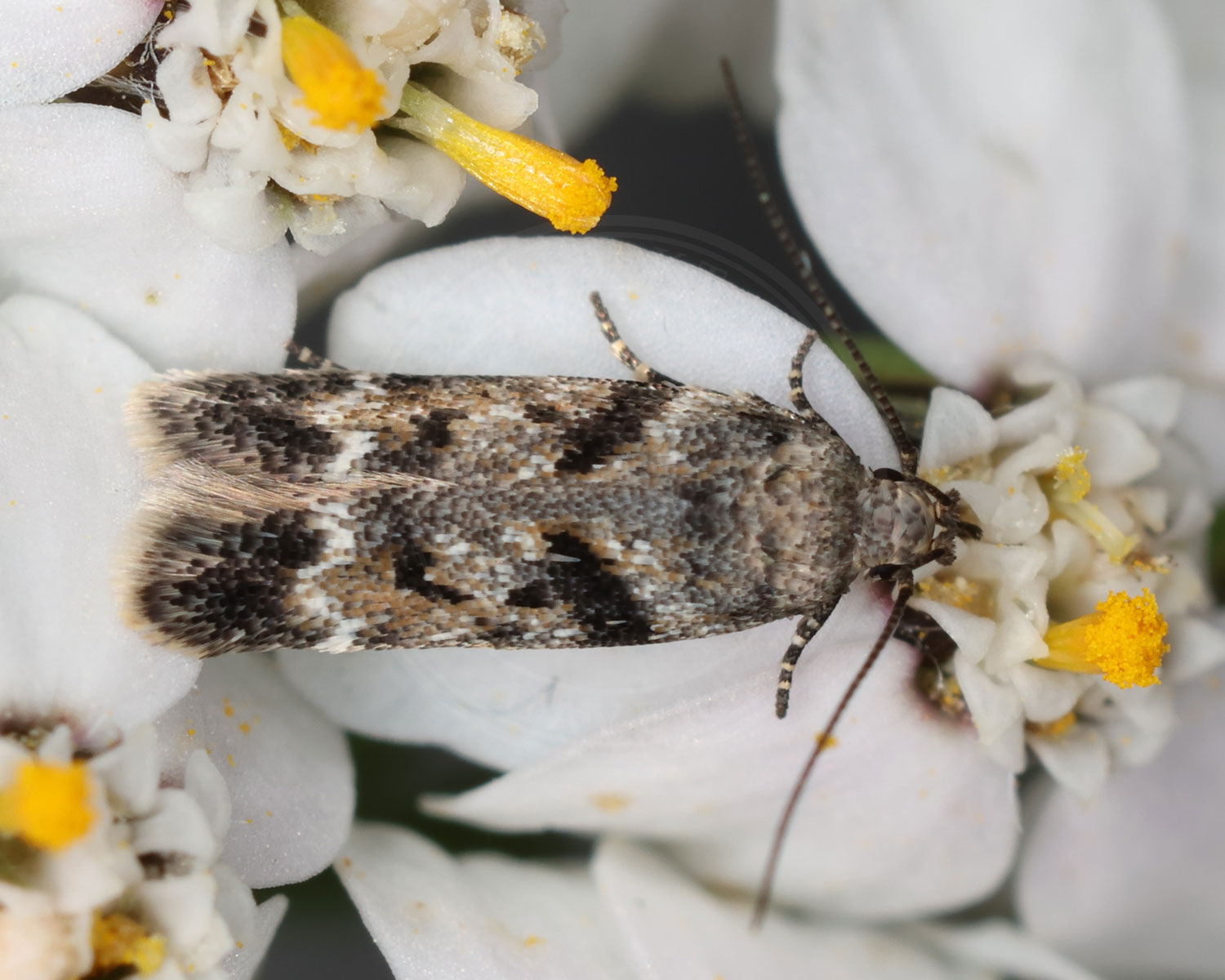 Caryocolum blandella sidder i hvide blomster