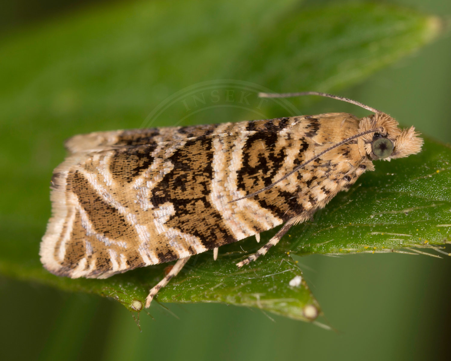 Celypha rivulana sidder på grønt blad