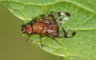 Chetostoma curvinerve Chetostoma curvinerve