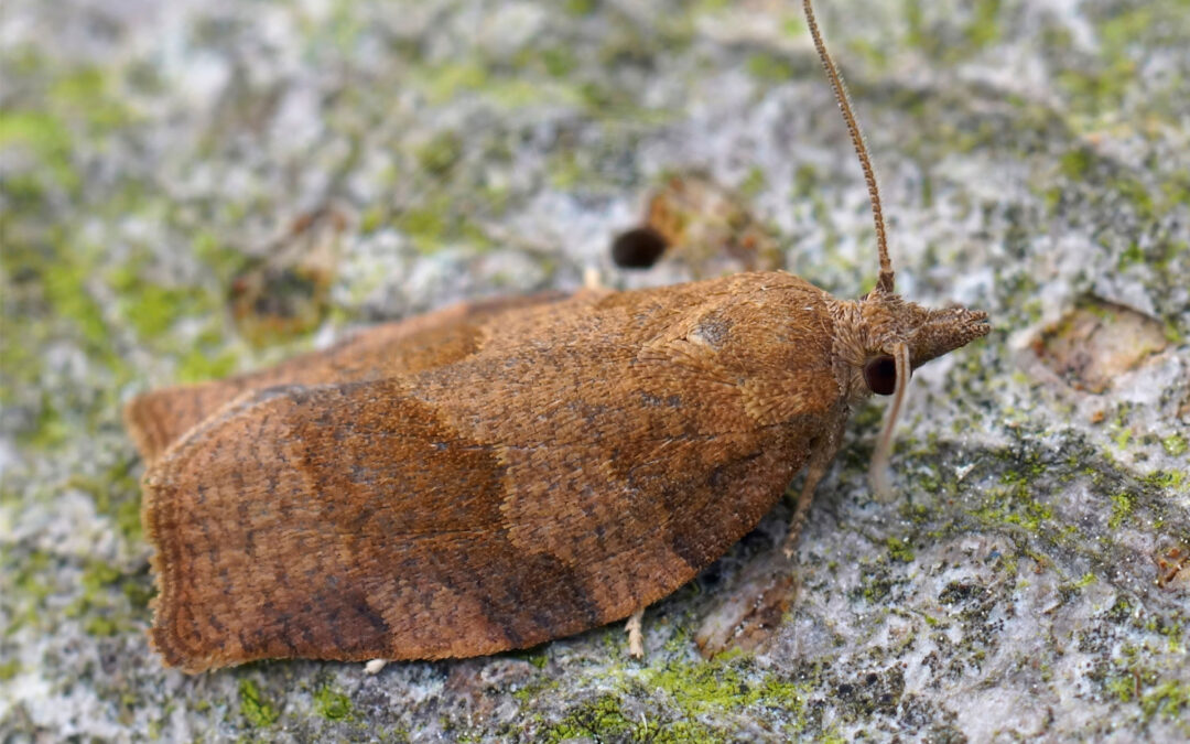 Chokoladebrun Frugtbladvikler sidder på bark