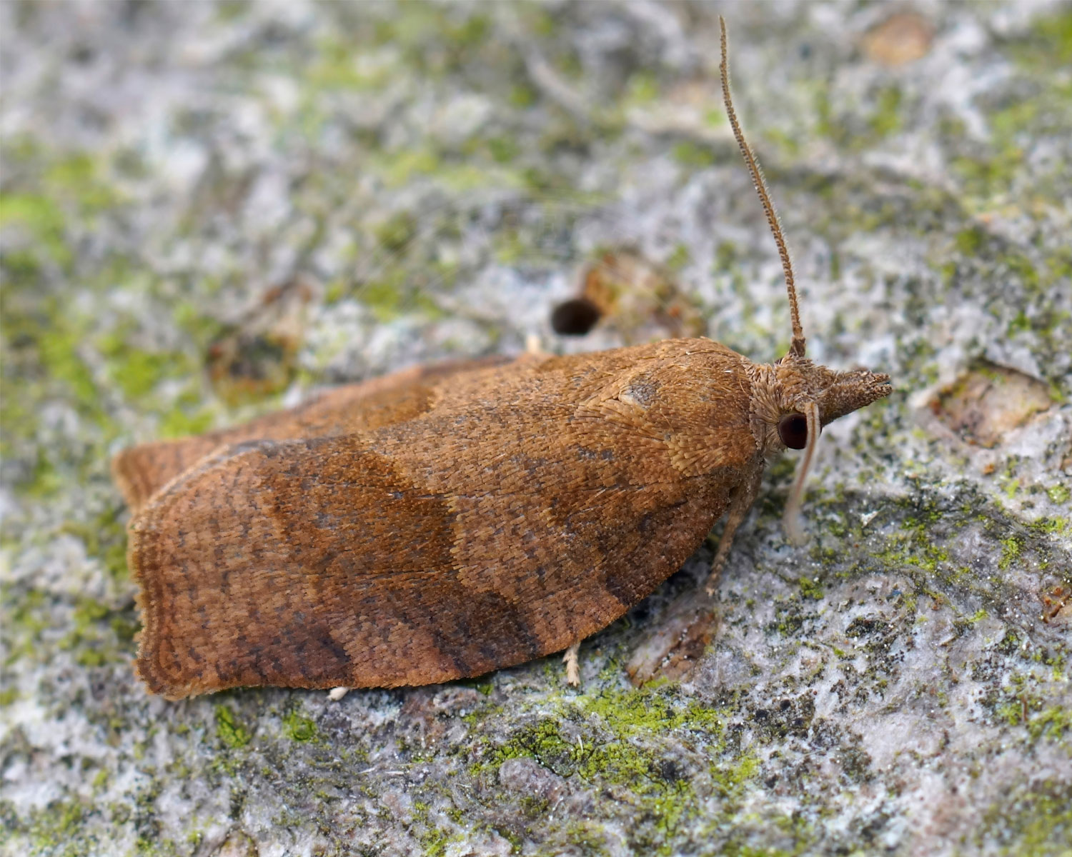 Chokoladebrun Frugtbladvikler sidder på bark