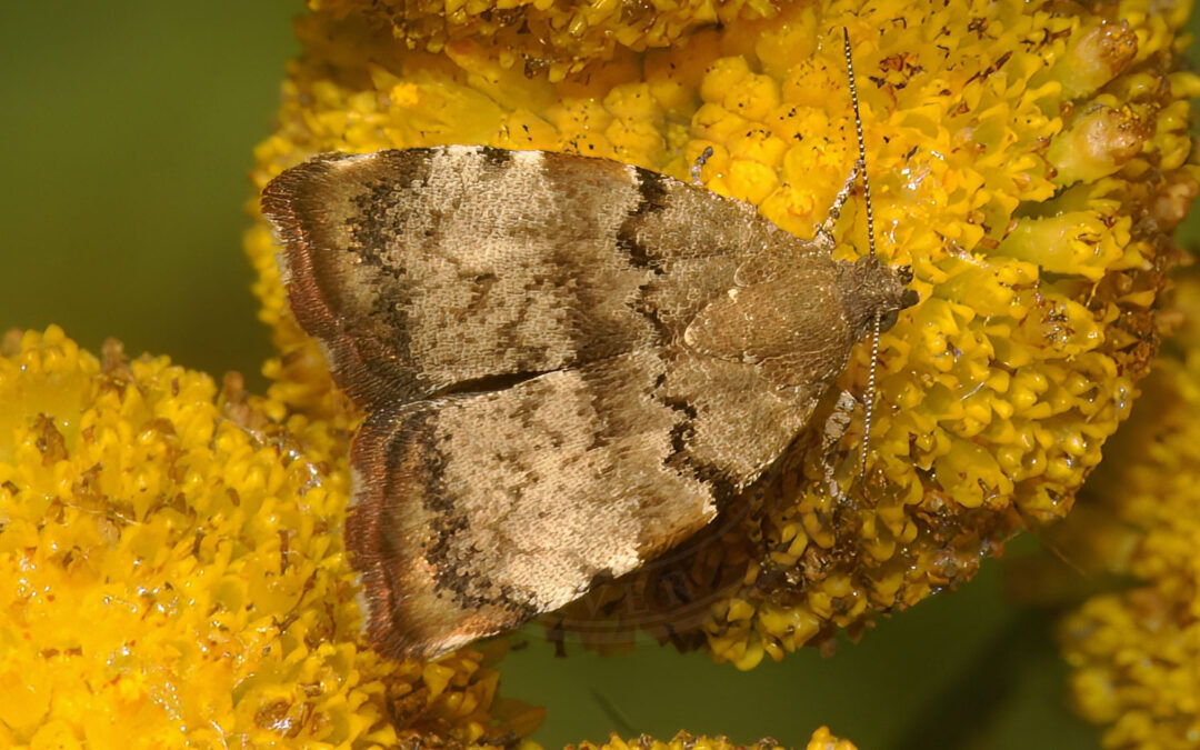 Choreutis pariana sidder så man kan se de flotte striber den har