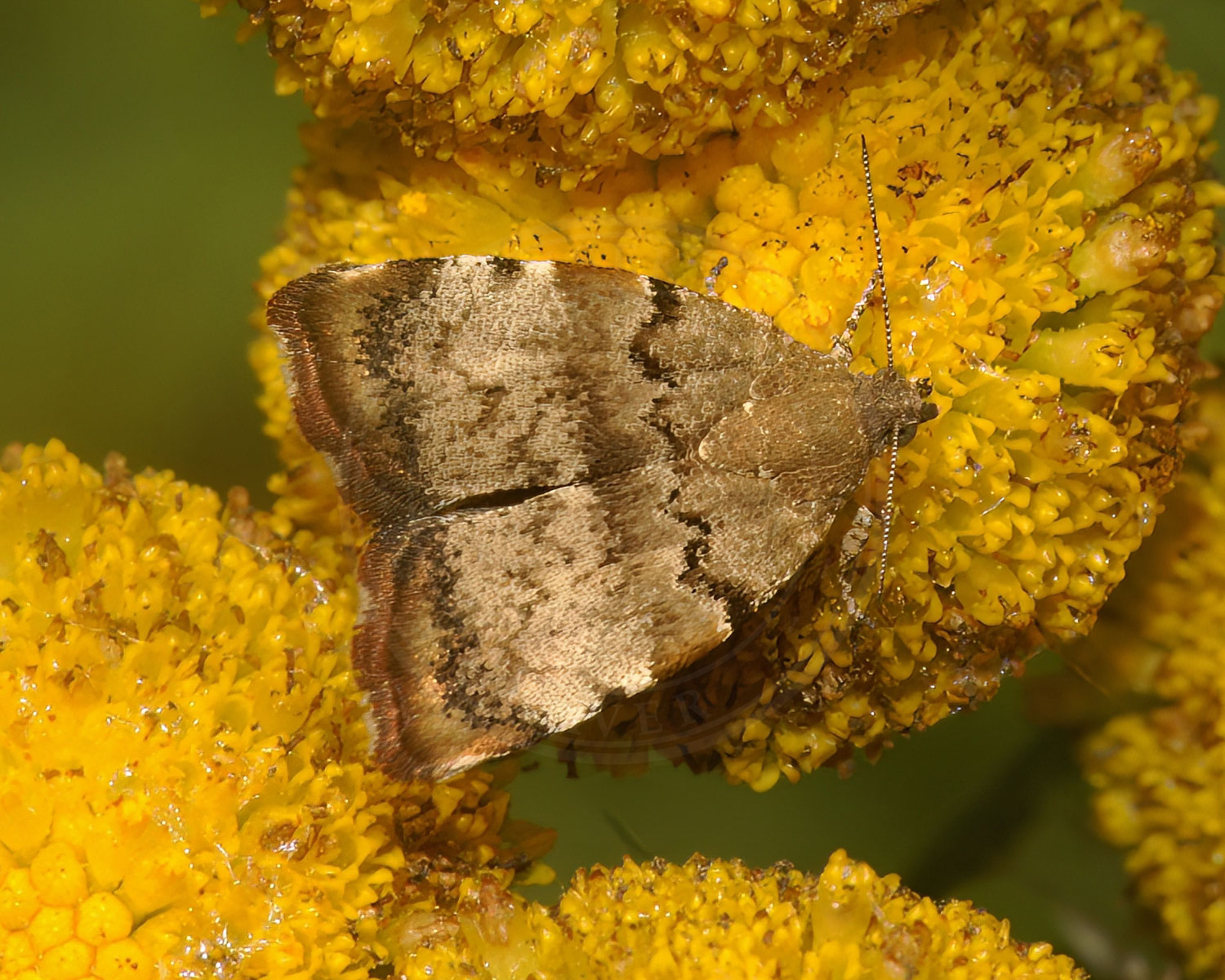 Choreutis pariana sidder så man kan se de flotte striber den har