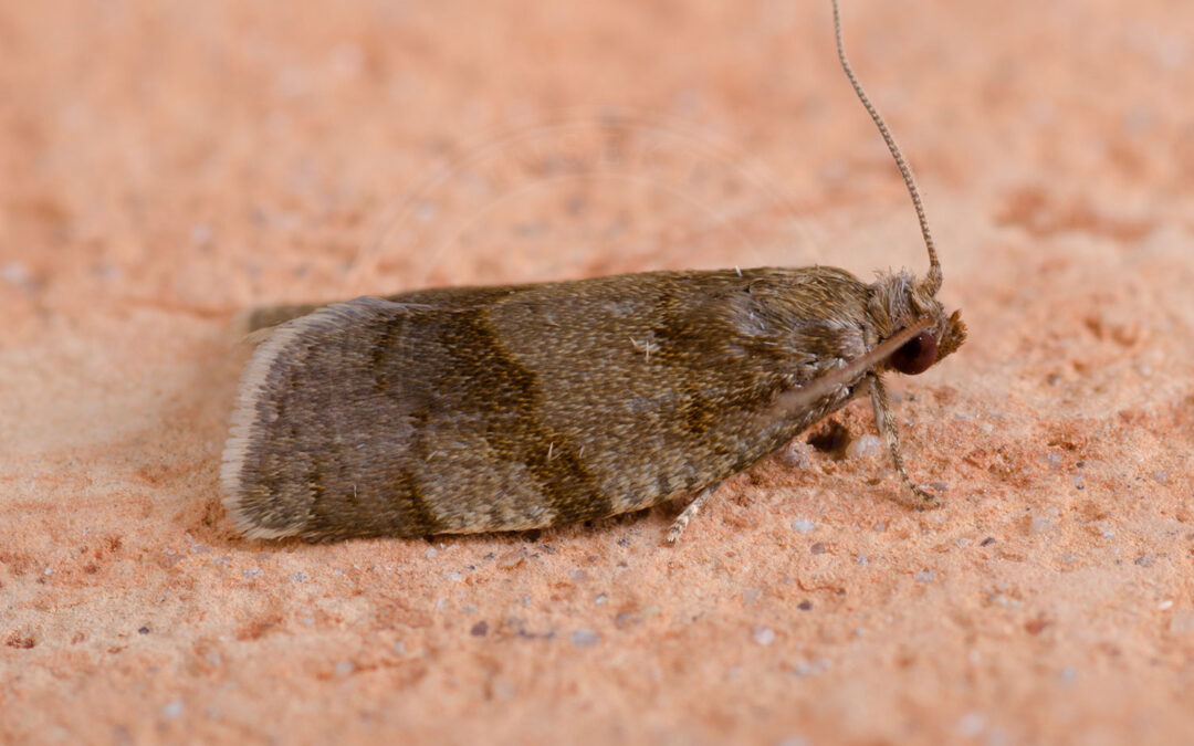 Choristoneura diversana ses fra siden