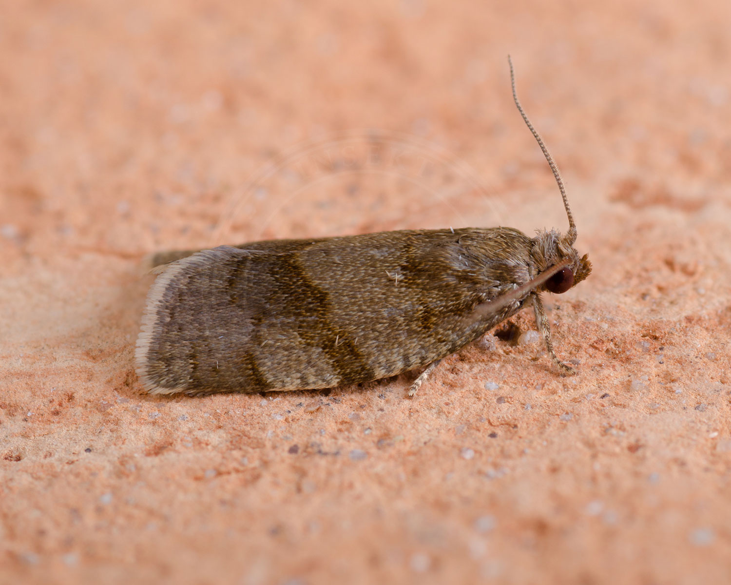 Choristoneura diversana ses fra siden