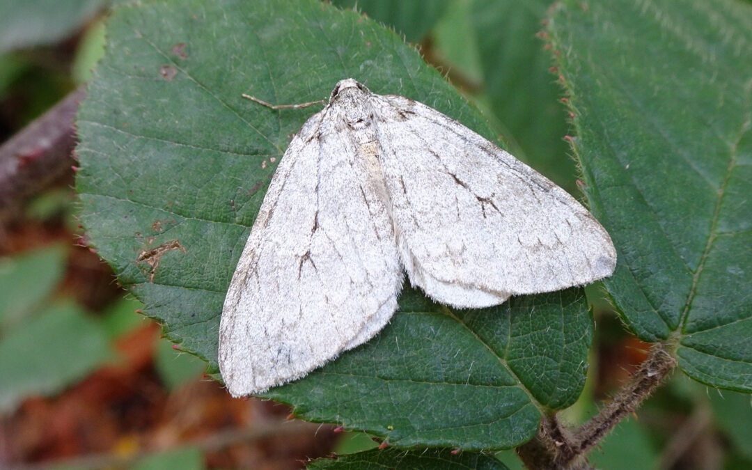 Christys Efterårsmåler kan ses med det flotte hvide og grå nuancer