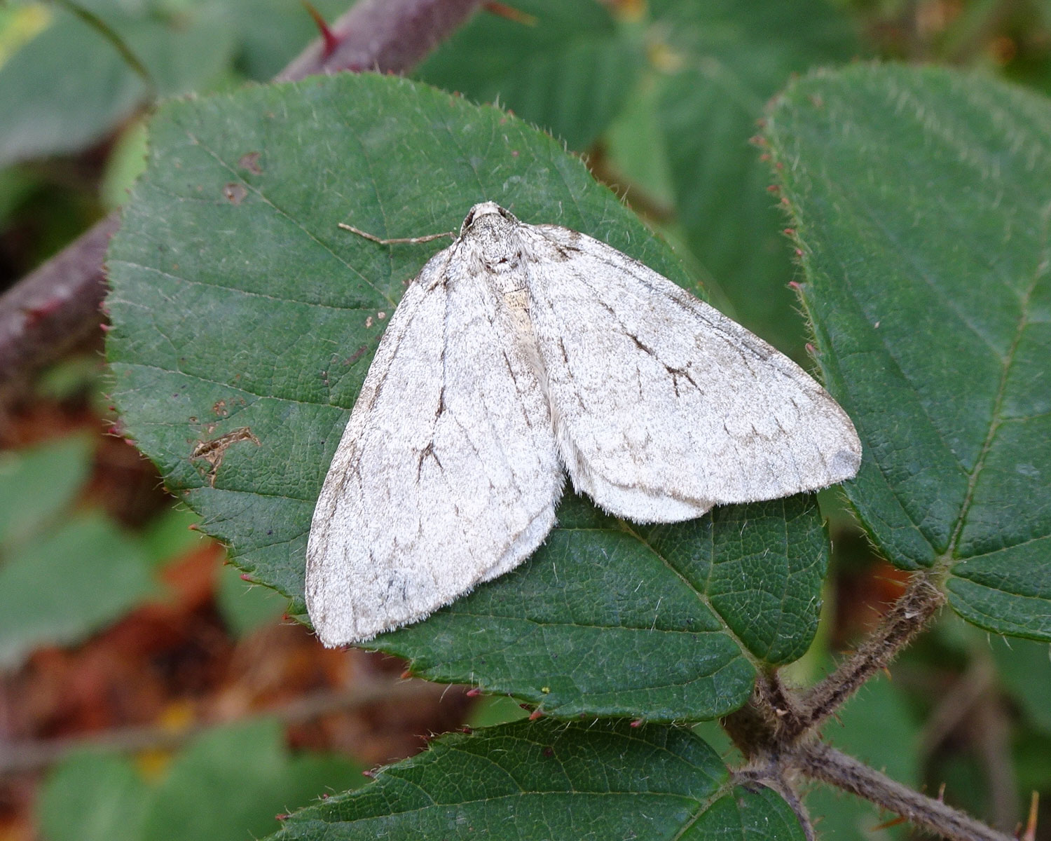 Christys Efterårsmåler kan ses med det flotte hvide og grå nuancer