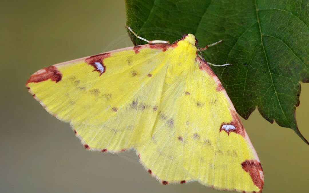 Citronmåler er flot gul med røde aftegninger yderst på vingerne