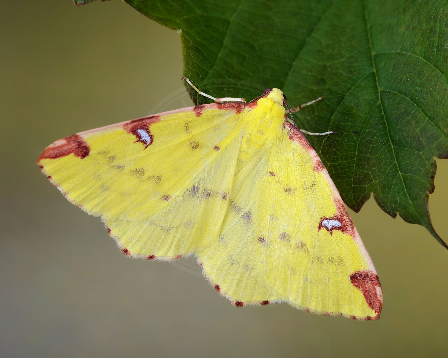 Citronmåler er flot gul med røde aftegninger yderst på vingerne