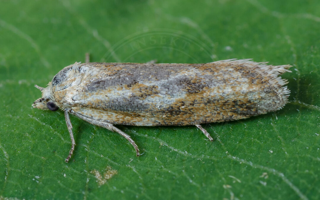 Cnephasia longana sidder på grønt blad
