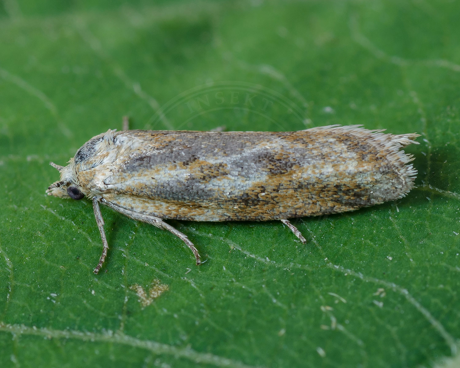 Cnephasia longana sidder på grønt blad