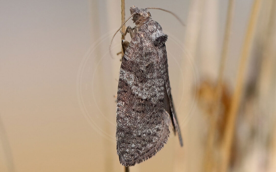 Cnephasia pasiuana sidder på strå