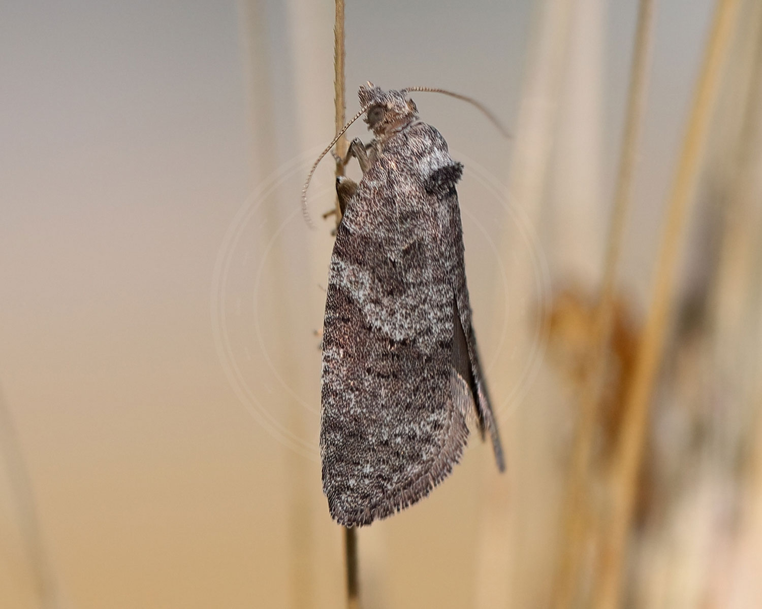 Cnephasia pasiuana sidder på strå