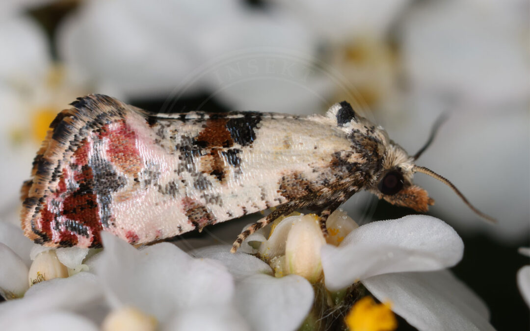 Cochylis hybridella Cochylis hybridella