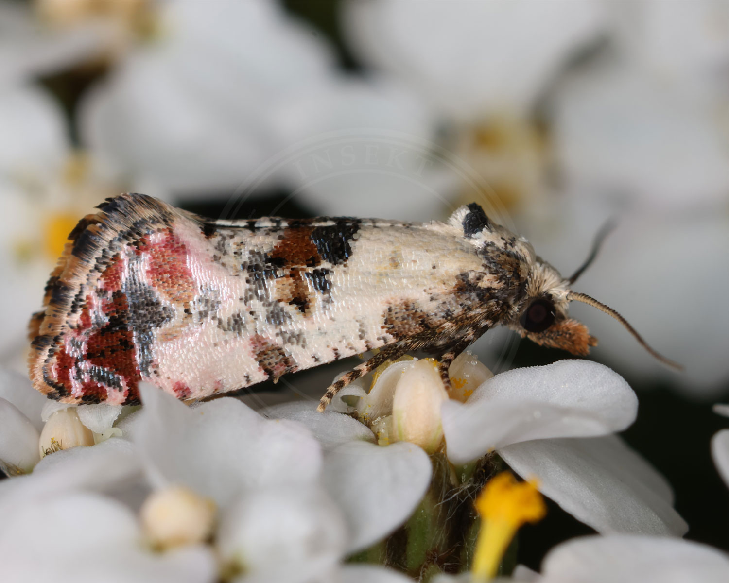 Cochylis hybridella set helt tæt på