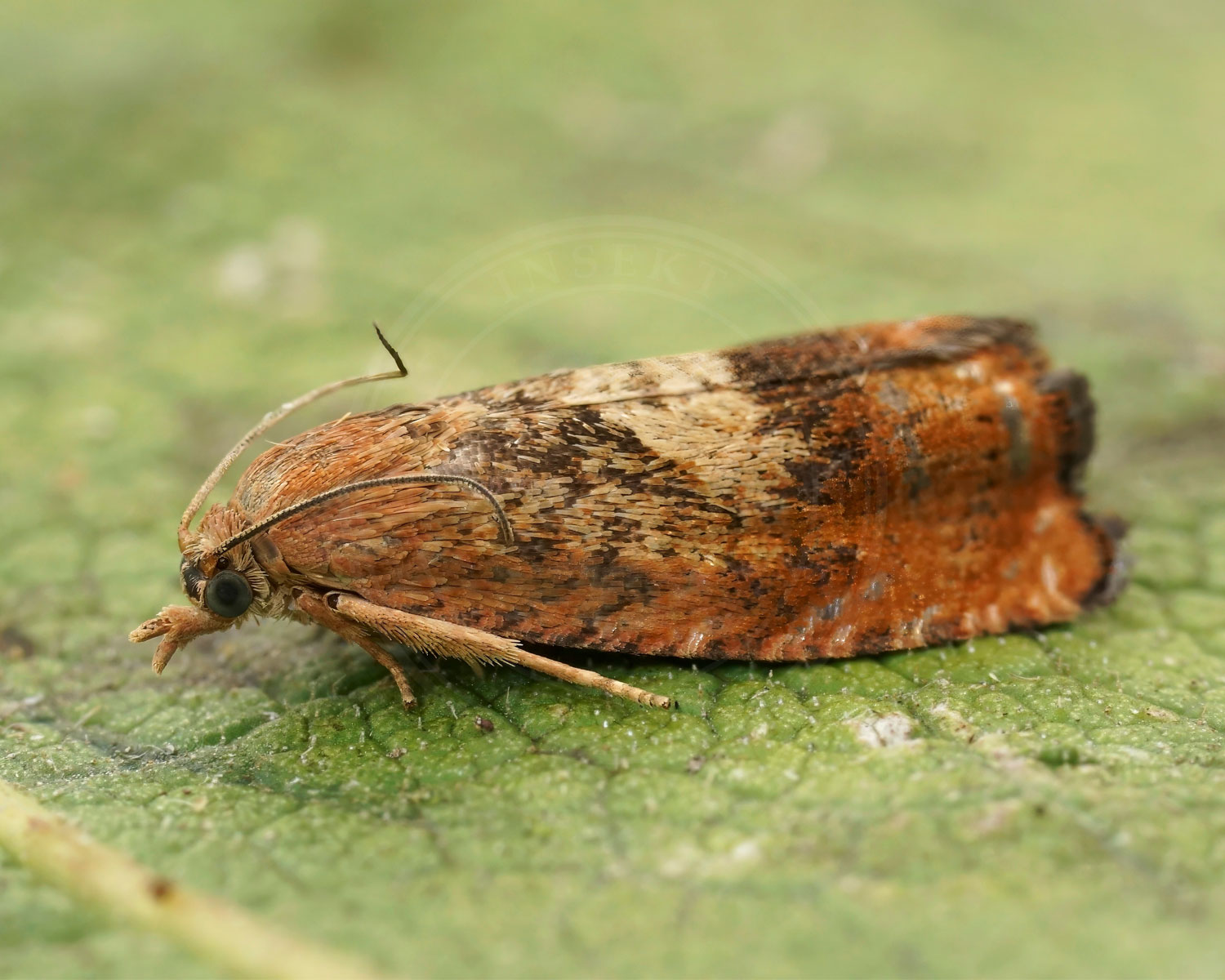 Cydia amplana sidder på grønt blad