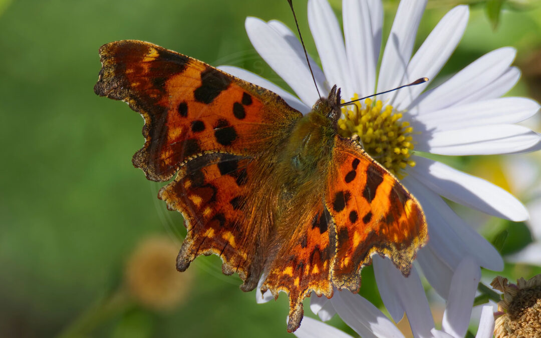 Det Hvide C Polygonia c-album