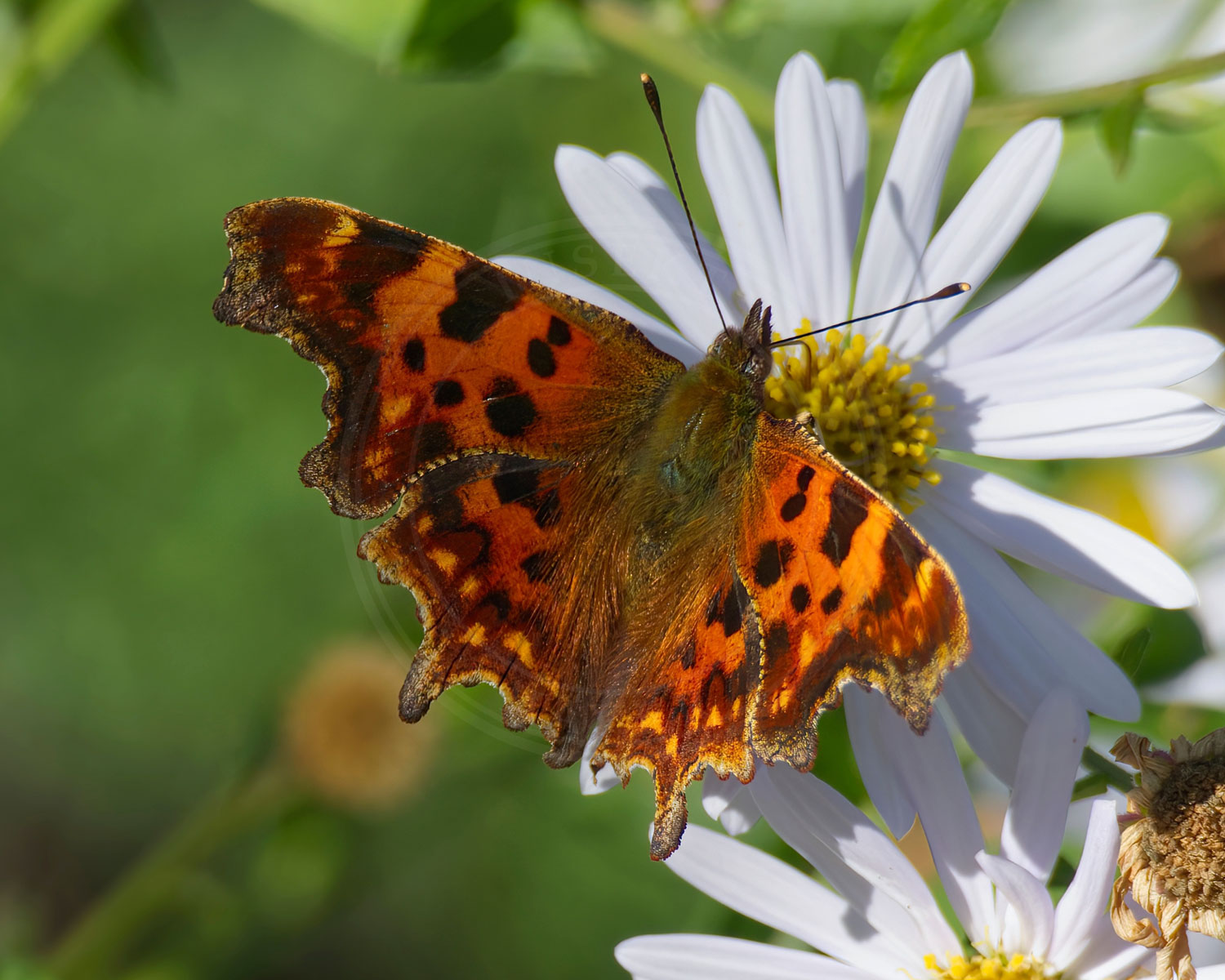 Det Hvide C sidder på hvid kurveblomst, med spredte vinger