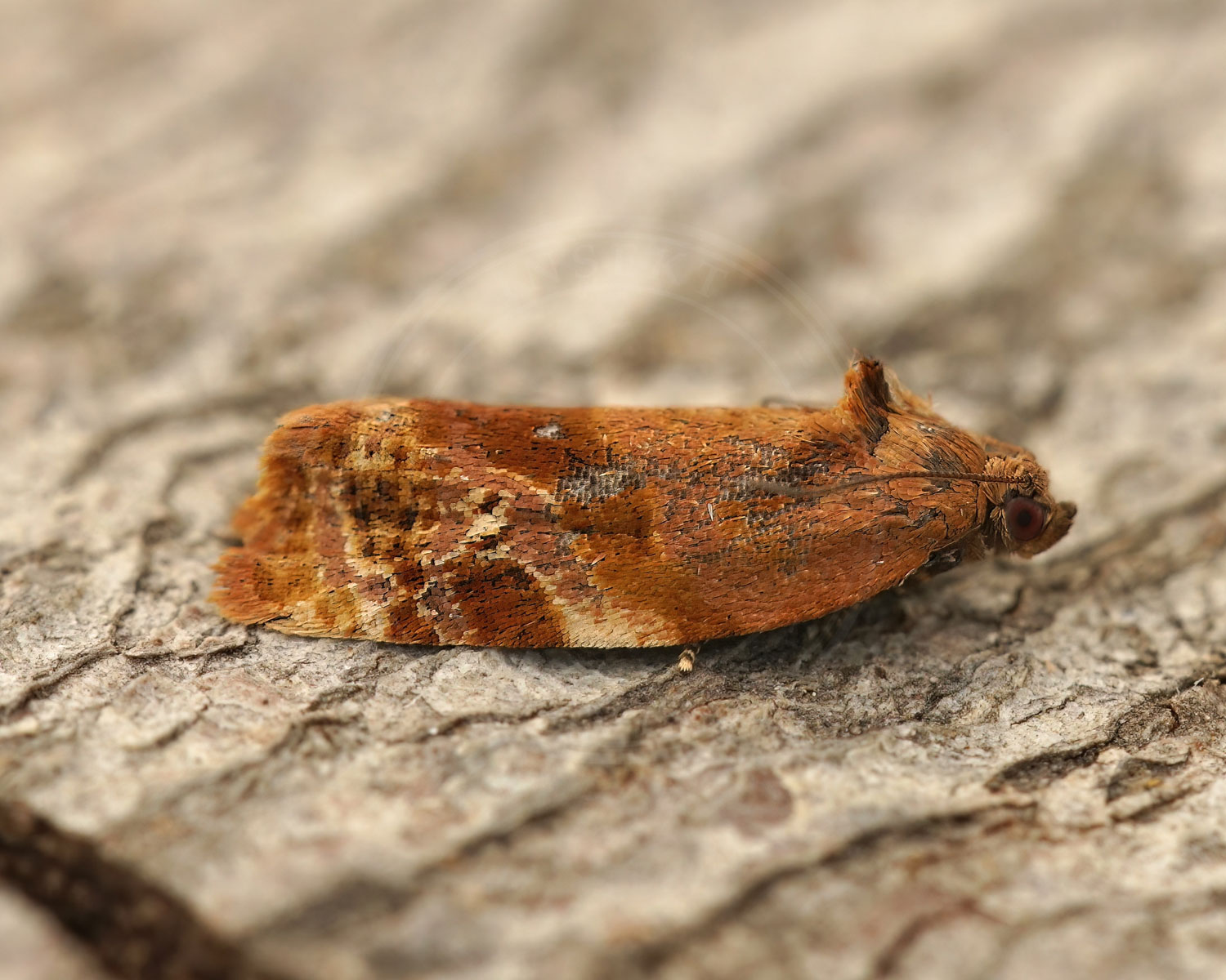 Ditula angustiorana sidder på bark