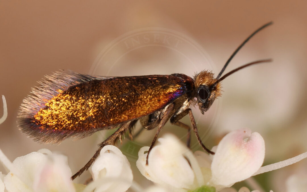 Dobbeltkæbeursommerfugl Micropterix aruncella