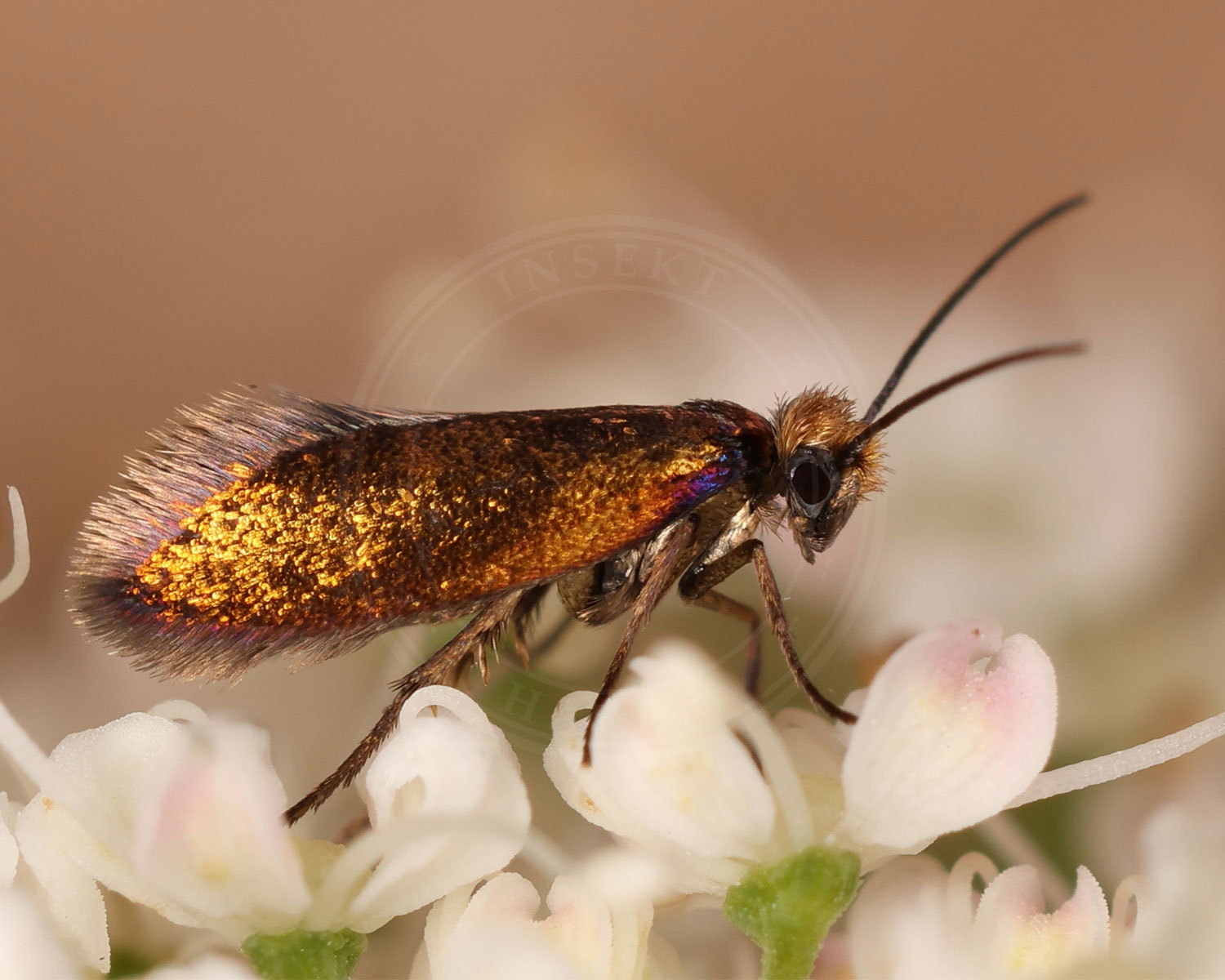 Dobbeltkæbeursommerfugl sidder på hvide blomster